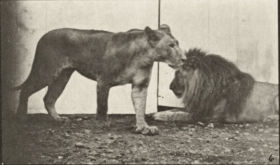 Plate 727 Lioness walking and lion lying down — figure reference
